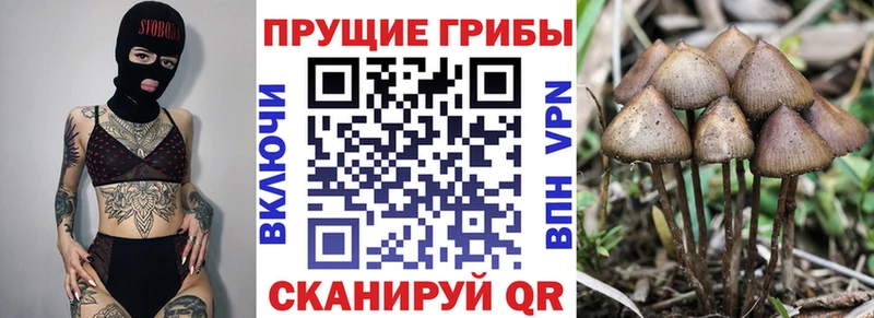 Псилоцибиновые грибы Psilocybine cubensis  kraken tor  Ухта 